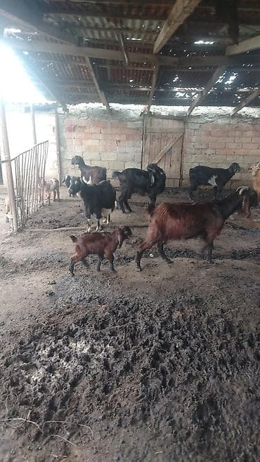 ingilis setteri itinin digər adı: 21 baş hələp keçisi 23 çəpiş kom satılır — 6