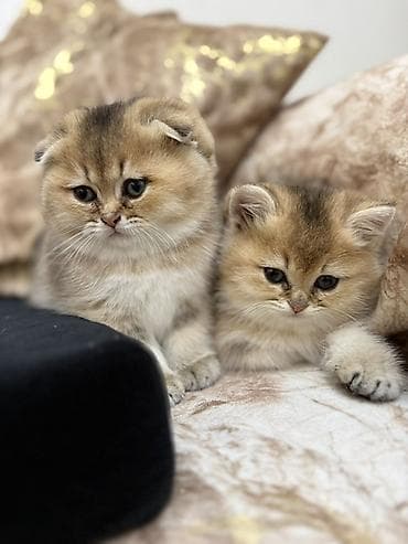 angora pişik: Britan, Erkək, Dişi, Ünvandan götürmə — 5