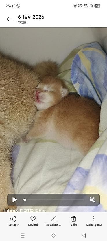 Qızıl şinşilla, Erkək, Dişi, Yaxşı əllərə, Ünvandan götürmə, Pulsuz çatdırılma, Ödənişli çatdırılma