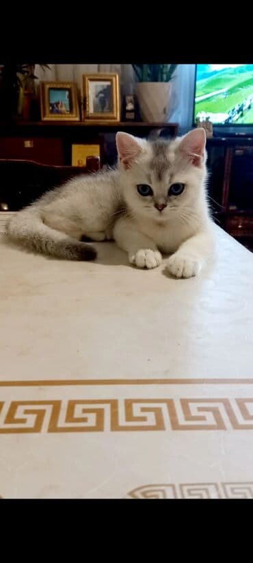 1 azn pişik: Britan, Erkək, Yaxşı əllərə, Ünvandan götürmə — 3