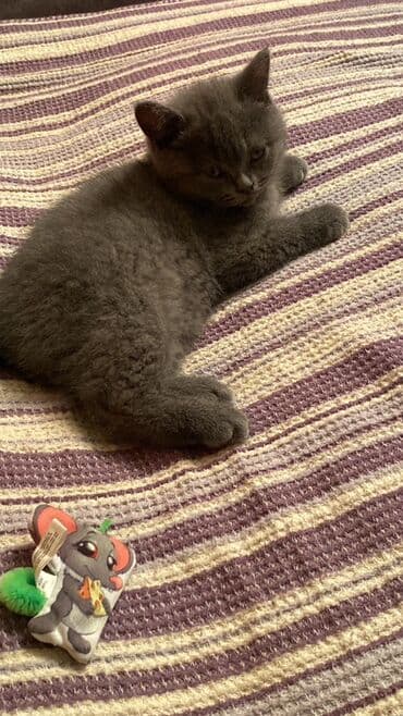 Gəmiricilər: Britan — 2