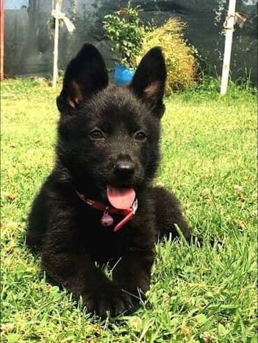 Alman çoban iti, 2 ay, Erkek, Peyvəndli lalafo.az -da Alman çoban iti, 2 ay, Erkek, Peyvəndli