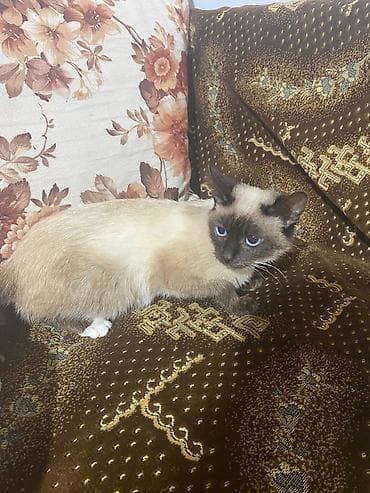 balaca itler satisi: Siam — 3