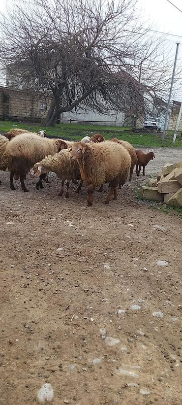 Digər heyvanlar: Qoyun sürüsü satılır - Cins: yerli yağlı quyruq (qonur-açıq qəhvəyi — 4