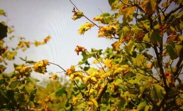 xacmazda evler: 74 соток, Для сельского хозяйства, Собственник, Купчая — 5