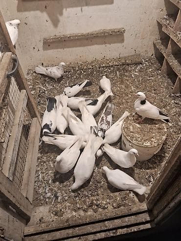 tutu suknje za mame i cerke: Məhsul: Ev göyərçinləri (ağ və ağ-qara naxışlı rənglər) Təsvir: - — 3