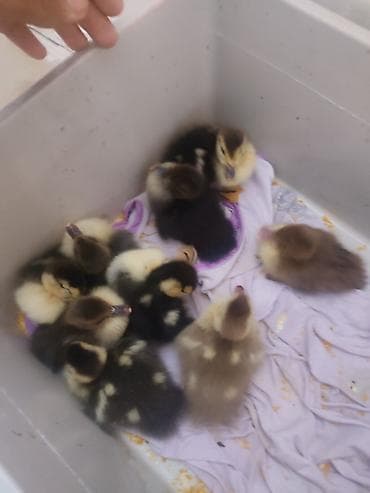 krasnadar ordək: 4gunlik ordey balası 13dene satlir 6manat real alıcıya 5 - Cins — 1