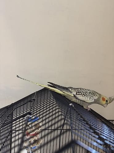 papuqay quş: AĞCABƏDİ RAYONU ÖZ YETİŞDİRDİYİMİZ BALA 2 AYLIQ XORUZ ƏLƏ TAM — 6