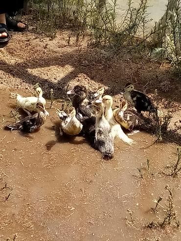 Salam 9 dene 2 aylıq ördek satilir biri 10 manat 4 denede b alaca var