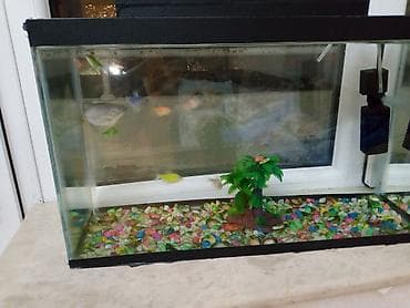 akvarım: Akvaryum dəsti – şüşə korpuslu, qapaqlı Xüsusiyyətlər: - Düzbucaqlı — 1
