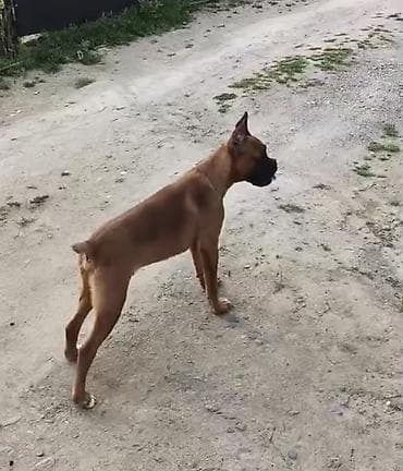 it qovan cihaz: Bokser — 7