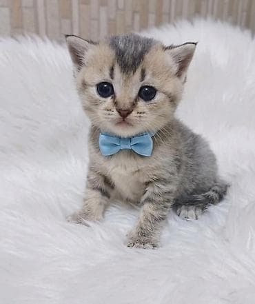 шотландская серебристая шиншилла купить: Британская — 2