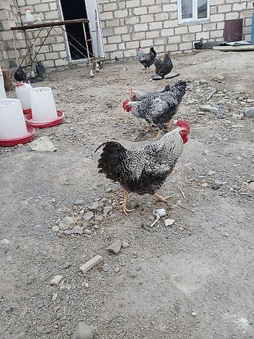 lalafo.az heyvanlar itler: Xarkov — 1