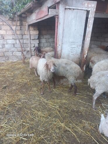 hinduşqa balası: Qoç satılır .buynuzlu qoç 650 manata beyləqan 1000 manat sonudu.qoyun — 9