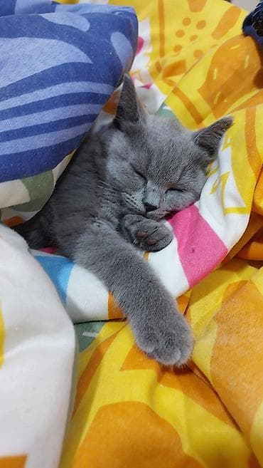 qoyunun disleri: Britan, Erkək, Dişi, Yaxşı əllərə, Ünvandan götürmə, Ödənişli çatdırılma — 7