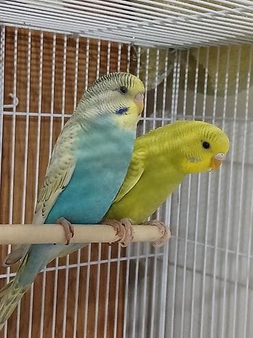 it qovan aparat: Papuqay tutu quwu satiram cutdu yumurtalamaga hazirlawirlar. spenqil — 6