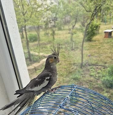 3aylıq dişi ələ gəlir dişləmir uyumlu quşdu öz quşumun balasıdır ev