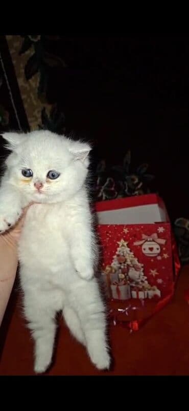 parafin dermani: Şotland, Erkək, Dişi, Ünvandan götürmə — 4