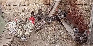 cins it: Toyuq, Damazlıq, Ünvandan götürmə — 2