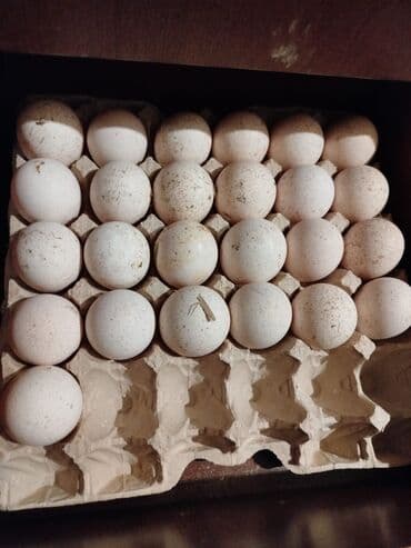 Ford: Erkək, Ətlik, Ödənişli çatdırılma — 8