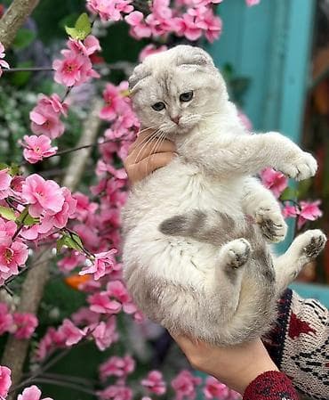 pişiy: Şotland yastı qulaq — 2