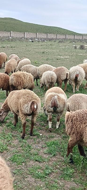 edilbay qoyunu: Erkək, il: 5, 30 kq, Ətlik, Ödənişli çatdırılma — 1