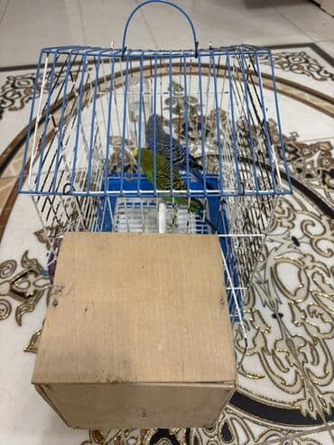 Heyvanlar üçün mallar: Erkey ve disidir. Xesteliyi falan yoxdur sağlam quşlardir. Qefesi + — 3