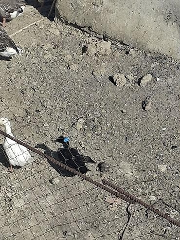 arı satışı: Salam satilir qazlar 5 ededi 2 erkey 3 disidi 2 eddede ordeydi — 2
