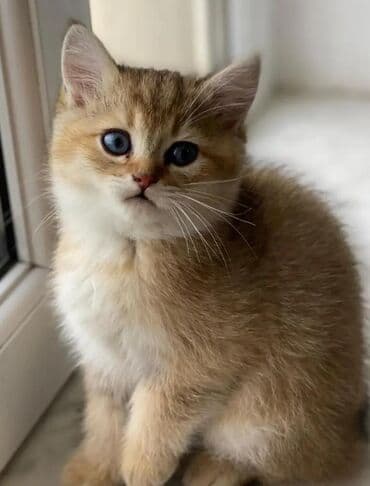 британская шиншилла баку: Британская, Самка, Самовывоз — 3