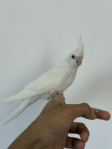 kakadu quşu: Ağ rəngli nimfa tutuquşu (cockatiel) – tam ağ lələk örtüyü, başda xas — 1
