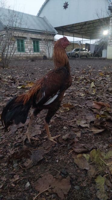 cuce satışı: Xoruz, il: >5 — 3