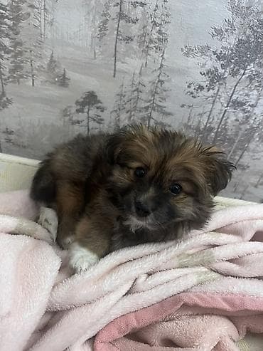 Yorkie Pom Tecili satilir 2 ayligdir Balaca it balası – uzun tüklü