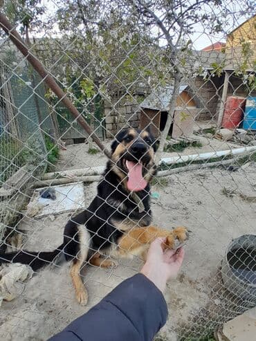 Gəmiricilər: Alman çoban iti, 1 il, Erkek, Peyvəndli, Ünvandan götürmə — 3