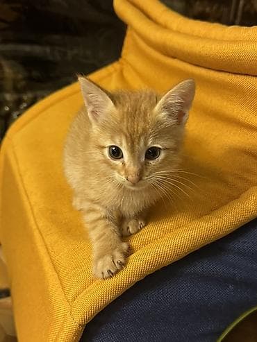 pişik balaları: Tabbi, Erkək, Dişi, Yaxşı əllərə, Ünvandan götürmə — 6