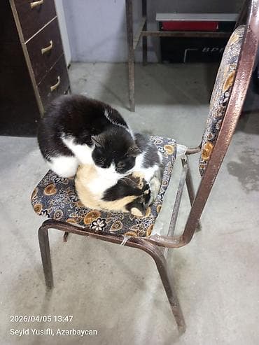 xaçmaz mebel: Kreslo-oturacaq, Parça, Kredit yoxdur, Çatdırılma yoxdur — 1