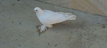 haski satilir: Satılır: Fantail tipli dekorativ göyərçin Xüsusiyyətlər: - Rəng — 4