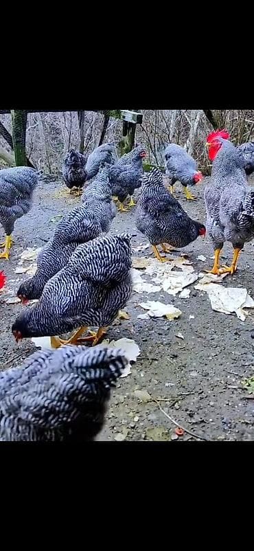 inek quba: Toyuq, Damazlıq — 3