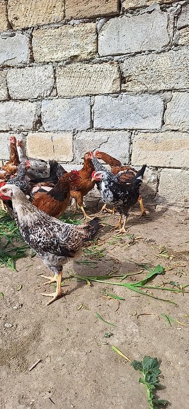 fireng toyuqu: Toyuq, Yumurtalıq, Ödənişli çatdırılma — 2