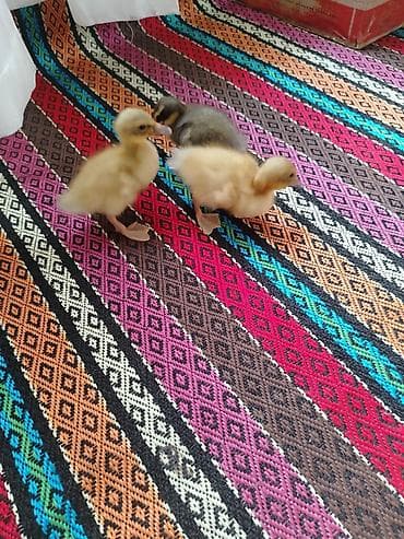 qaz ordek: Blue Rouen ordey balalari satilir. 5 gunluk balalardi 3 baladi. 1 — 6