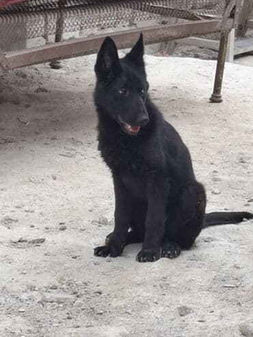 alman çoban köpeği: Alman çoban iti, 5 ay, Dişi, Ünvandan götürmə — 6