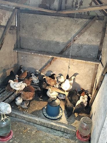 Toyuq cücələri, Damazlıq
