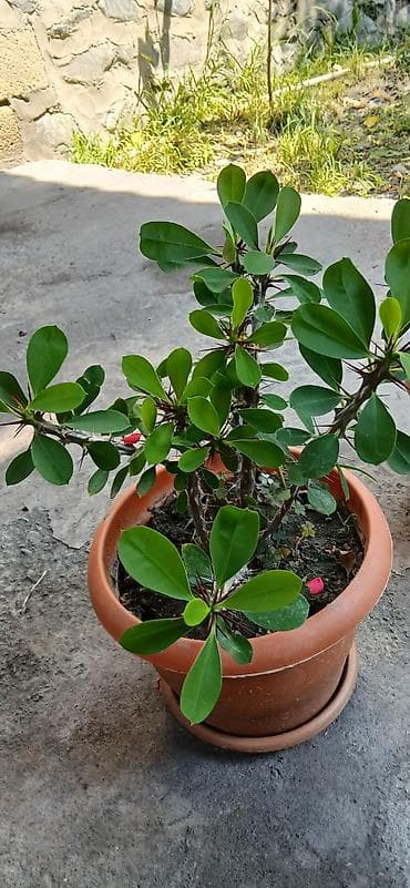 bitki satışı: Bitkilər: Euphorbia milii (Tikanlı tac, “Crown of Thorns”) – hazir — 3