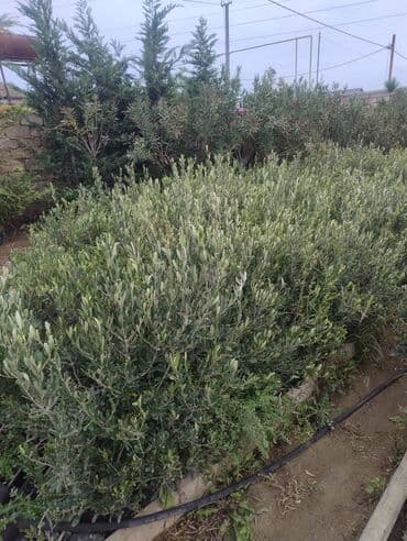 dekor ağaç: Məhsul: Zeytun ağacları (meyvəli) Təsvir: - Şəkillərdə göstərilən — 7