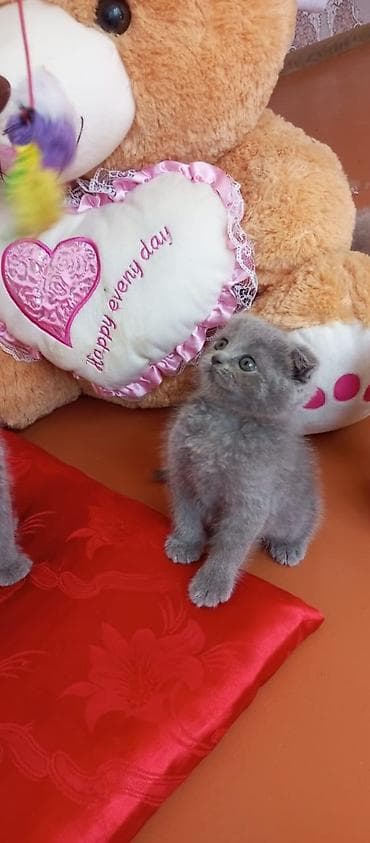 Pişiklər: Şotland yastı qulaq — 1