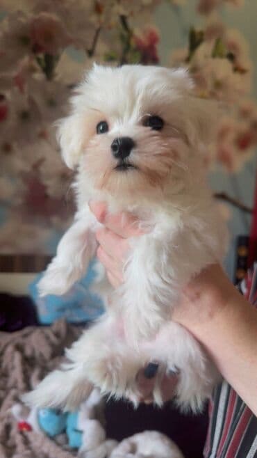 cins ineklerin qiymeti: Мальтийская болонка, 2 месяца, Самец, Самовывоз — 8