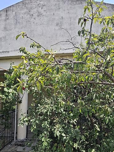 bine sovxoz evler: 12 sot, Mülkiyyətçi, Kupça (Çıxarış) — 7