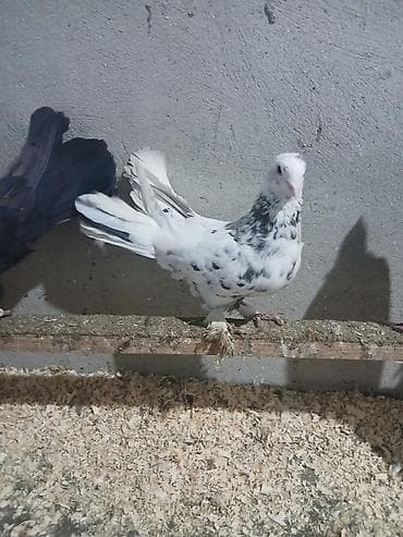 Enli quyruq super çil