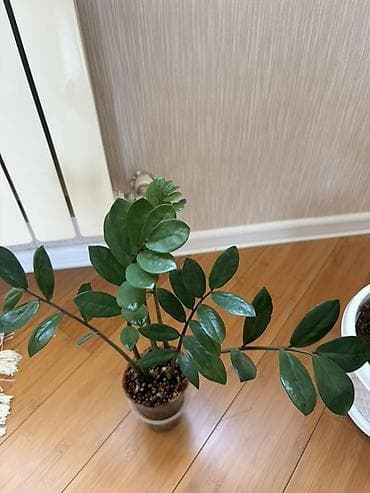 yaz gülləri: Zamioculcas zamiifolia (ZZ plant) – dekorativ otaq bitkisi - Parlaq — 3