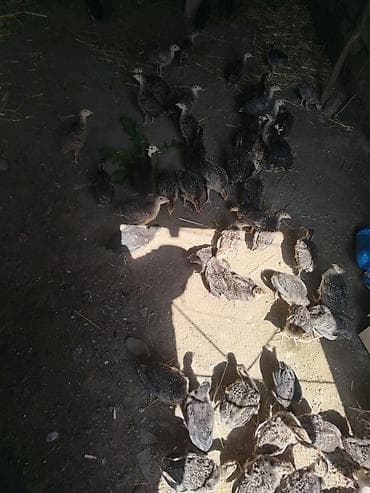 iri buynuzlu heyvan satisi: Dişi, Kanada, Ətlik, Ödənişli çatdırılma — 6