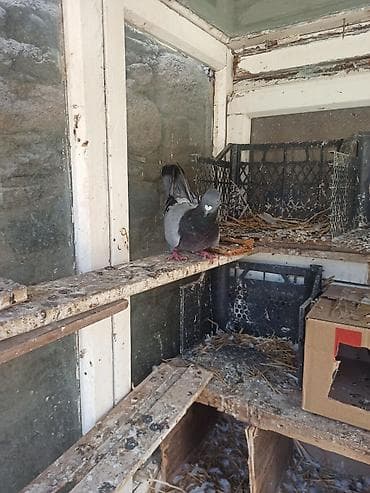 satdig quslar: Cüt tutlub satılır — 4